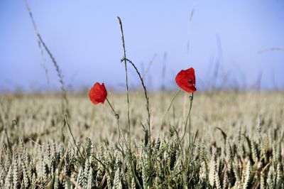 Fleurs_23.jpg