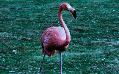 Animaux_32.jpg