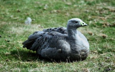 Animaux_33.jpg