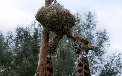 Animaux_43.jpg