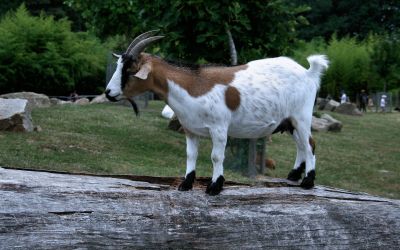 Animaux_44.jpg