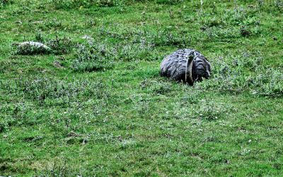 Animaux_46.jpg