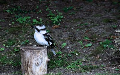 Animaux_54.jpg