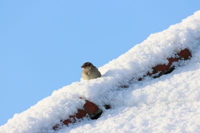 Neige_Dampierre_06.jpg