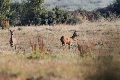 Animaux_90.jpg