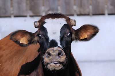 Animaux_91.jpg