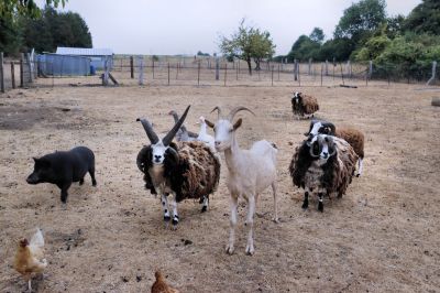 Animaux_92.jpg